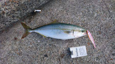 ツバスルアー釣り