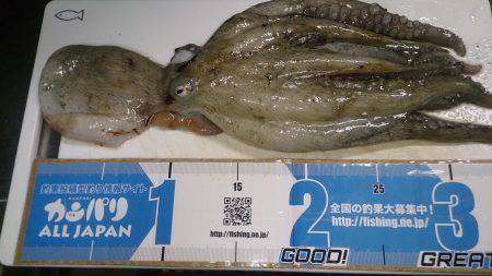 またマッチョなやつに