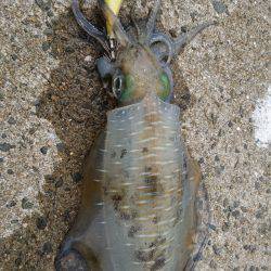 仕事で五島エギング