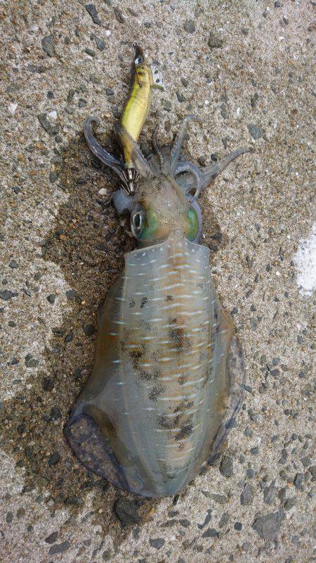 仕事で五島エギング