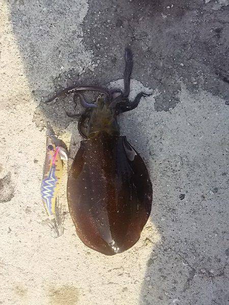 貝塚人工島でアオリ新子9杯get