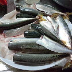 のんびりサビキ