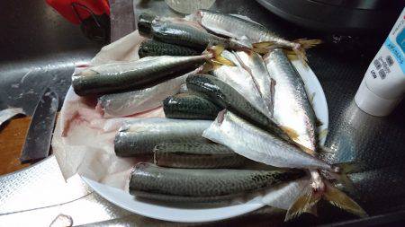 のんびりサビキ