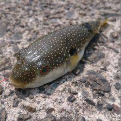 フグを避けながらの五目釣り