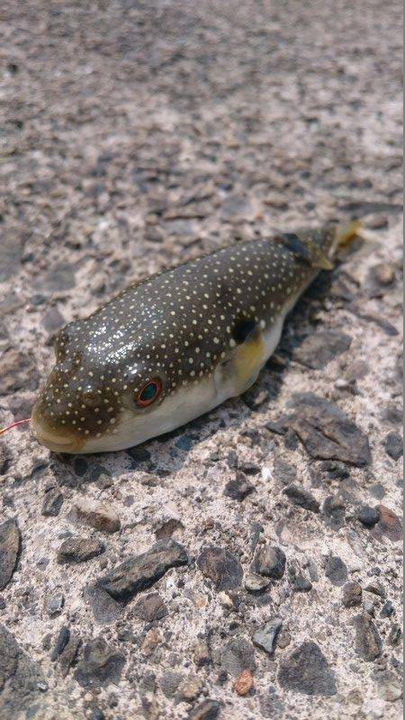 フグを避けながらの五目釣り