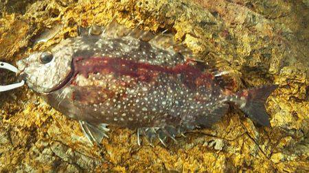 安定のサンバソウ