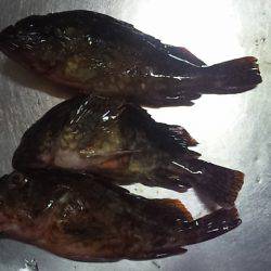 アコウゲット!!!