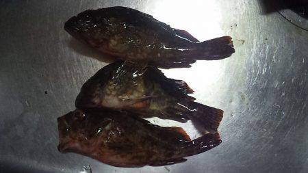 アコウゲット!!!