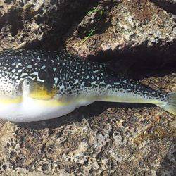 小さな青物回遊中