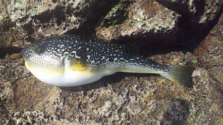 小さな青物回遊中