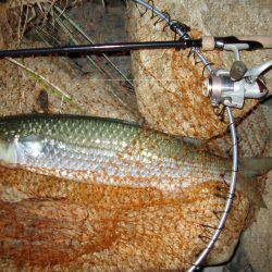 ｼｰﾊﾞｽ修行