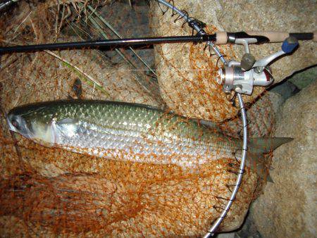 ｼｰﾊﾞｽ修行