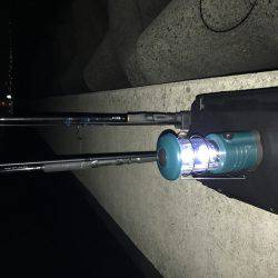 タチウオ調査行って来ました。