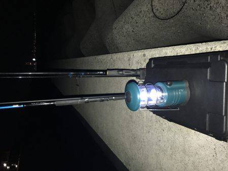 タチウオ調査行って来ました。