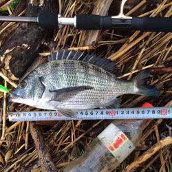 久々のチヌポップ