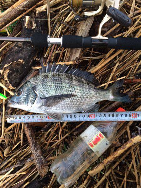 久々のチヌポップ