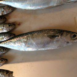 投げサビキ釣り