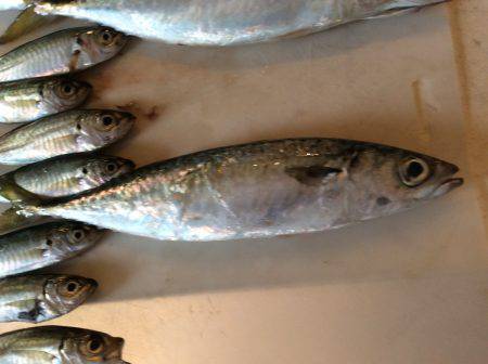 投げサビキ釣り