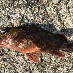 ロックフィッシュは最高‼️