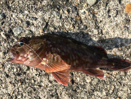 ロックフィッシュは最高‼️