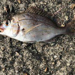 なぜか大漁⁉️