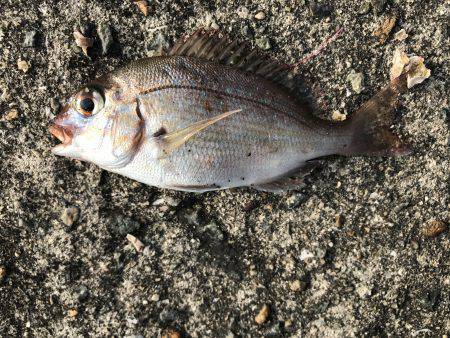 なぜか大漁⁉️