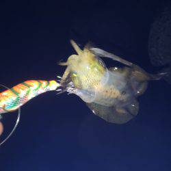 ケンサキイカと新子調査