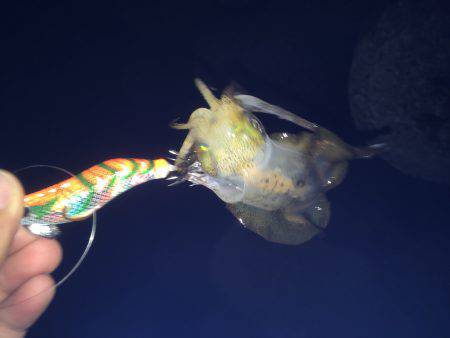 ケンサキイカと新子調査