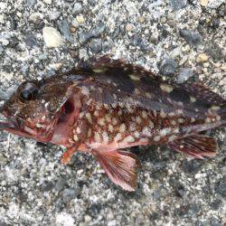 なぜか大漁⁉️2