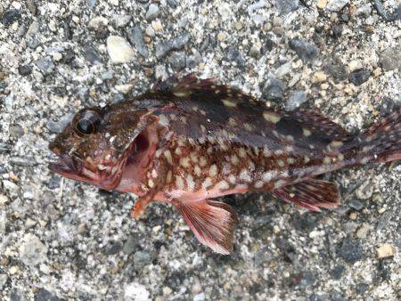 なぜか大漁⁉️2