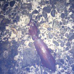 ケンサキとアオリイカ新子