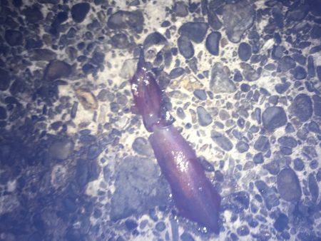 ケンサキとアオリイカ新子