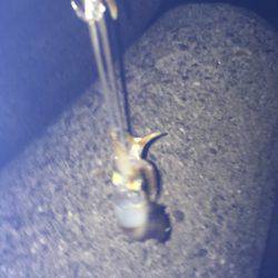 連日のケンサキイカ