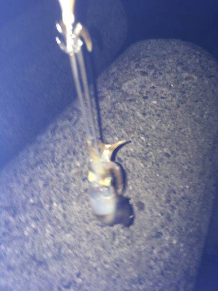 連日のケンサキイカ