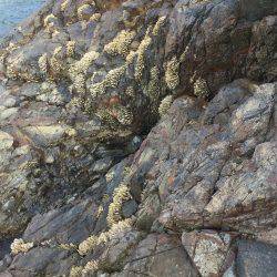 キスは喰いが渋かった