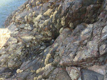 キスは喰いが渋かった