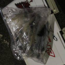 ケンサキやや渋かった