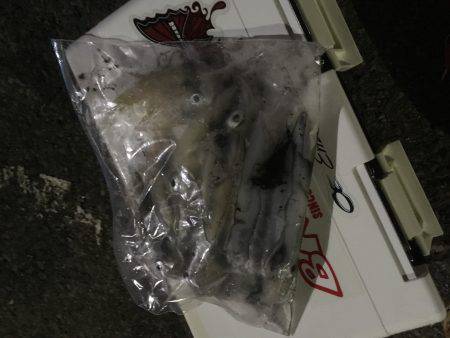 ケンサキやや渋かった