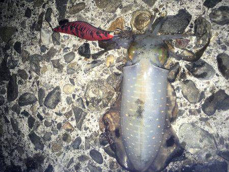 ケンサキとアオリがぽつぽつ