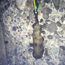 初めてのケンサキ