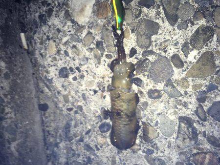 初めてのケンサキ