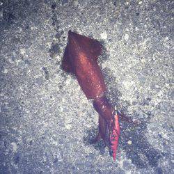 風があるけど出動