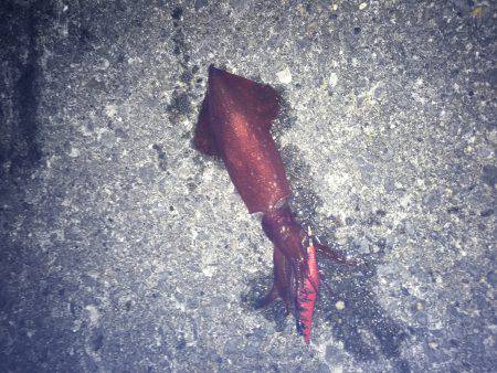 風があるけど出動