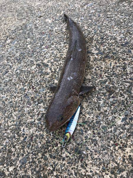 第2回新子調査！