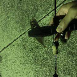 アジング釣行記