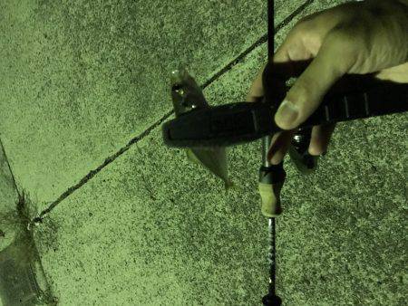 アジング釣行記