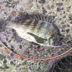 フカセ釣り、グレ&チヌ