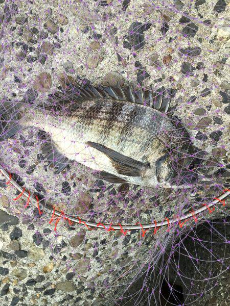 フカセ釣り、グレ&チヌ