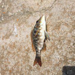 磯からのカゴ釣り