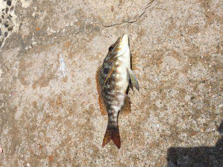 磯からのカゴ釣り